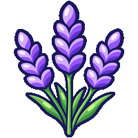 French Lavender